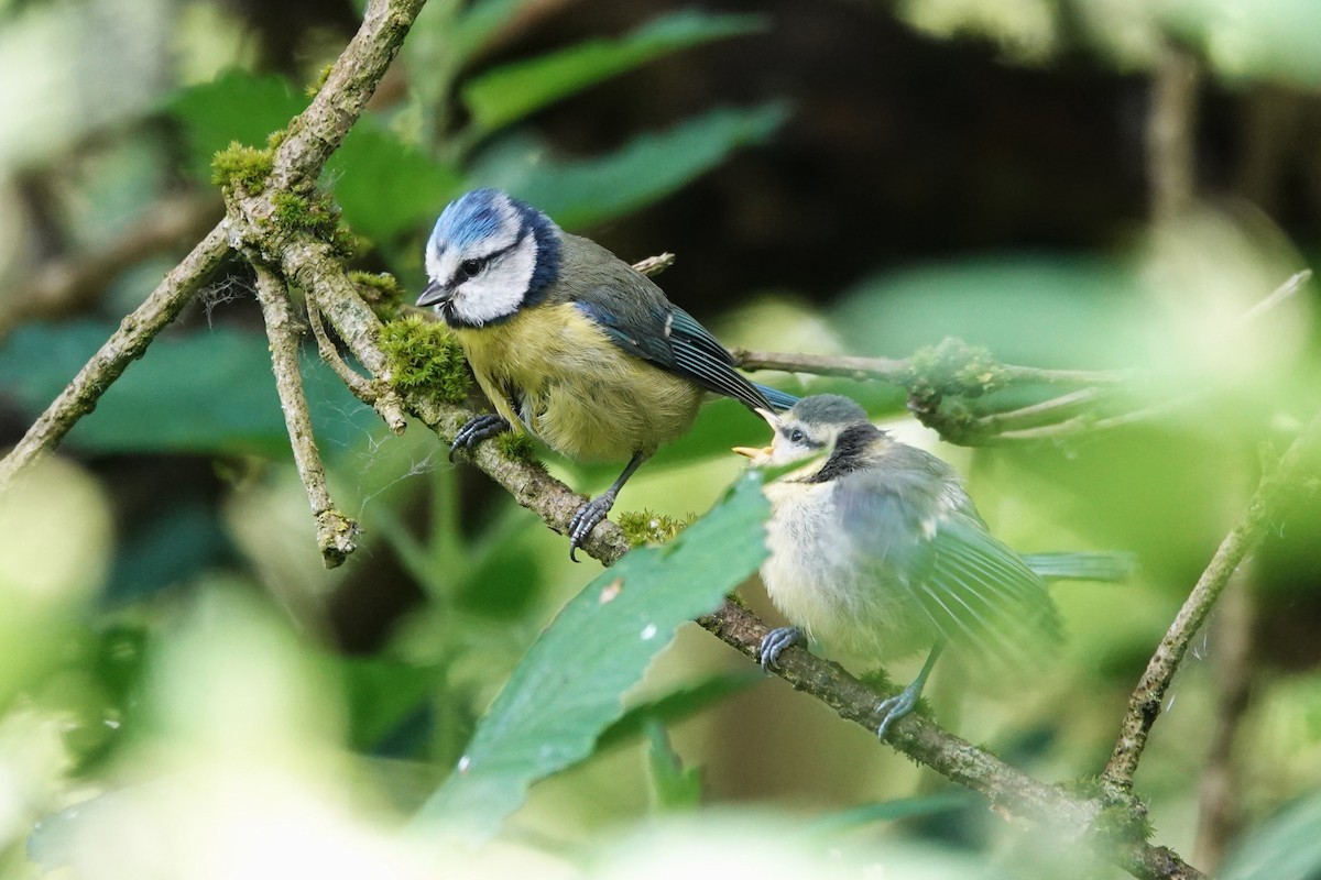 Eurasian Blue Tit - ML620267476