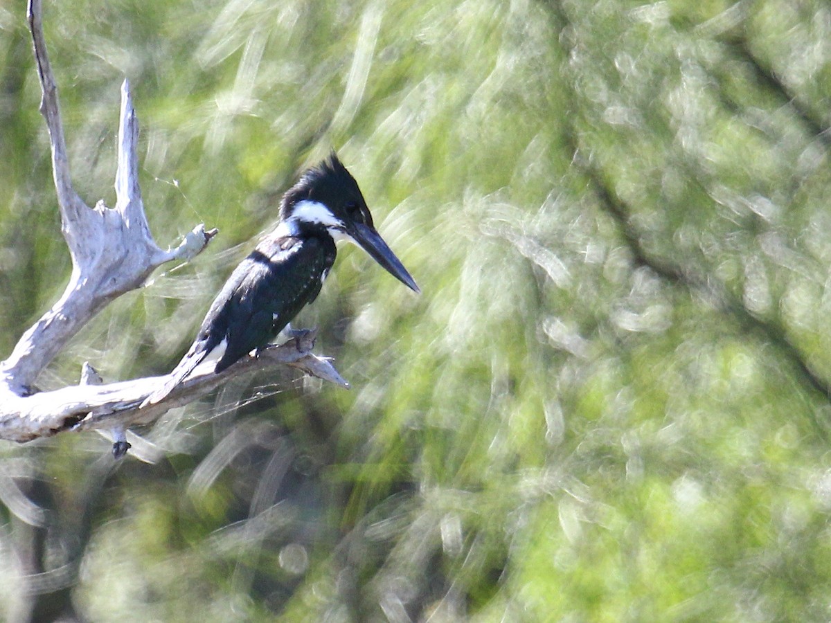 Martin-pêcheur d'Amazonie - ML620267479