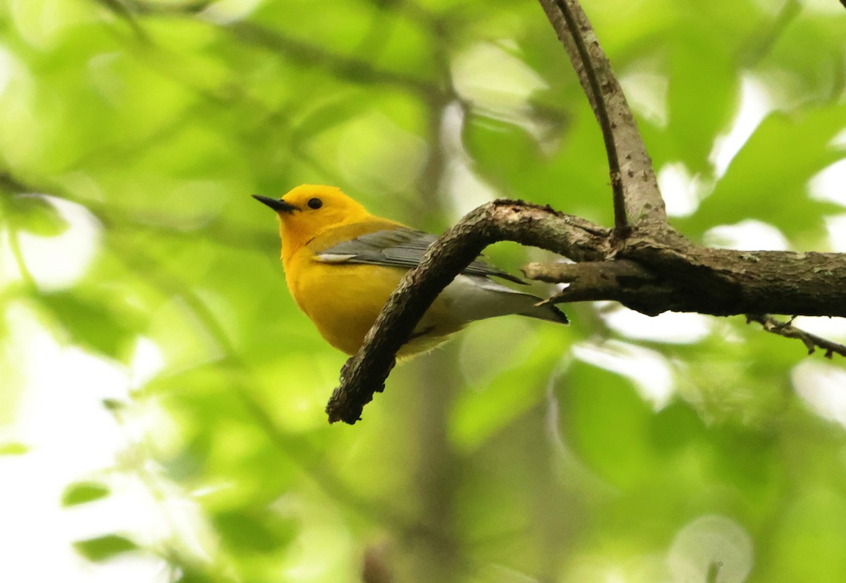 Prothonotary Warbler - ML620267481