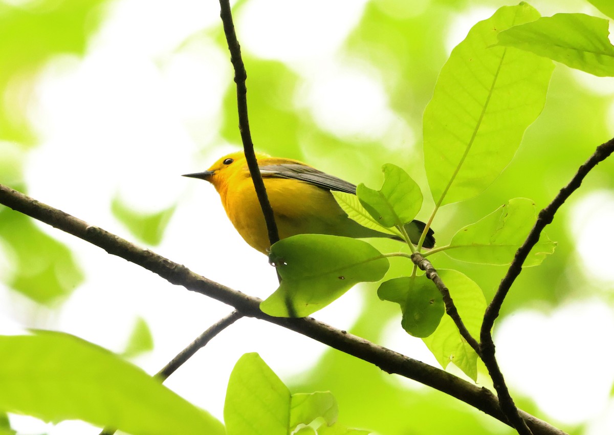 Prothonotary Warbler - ML620267482