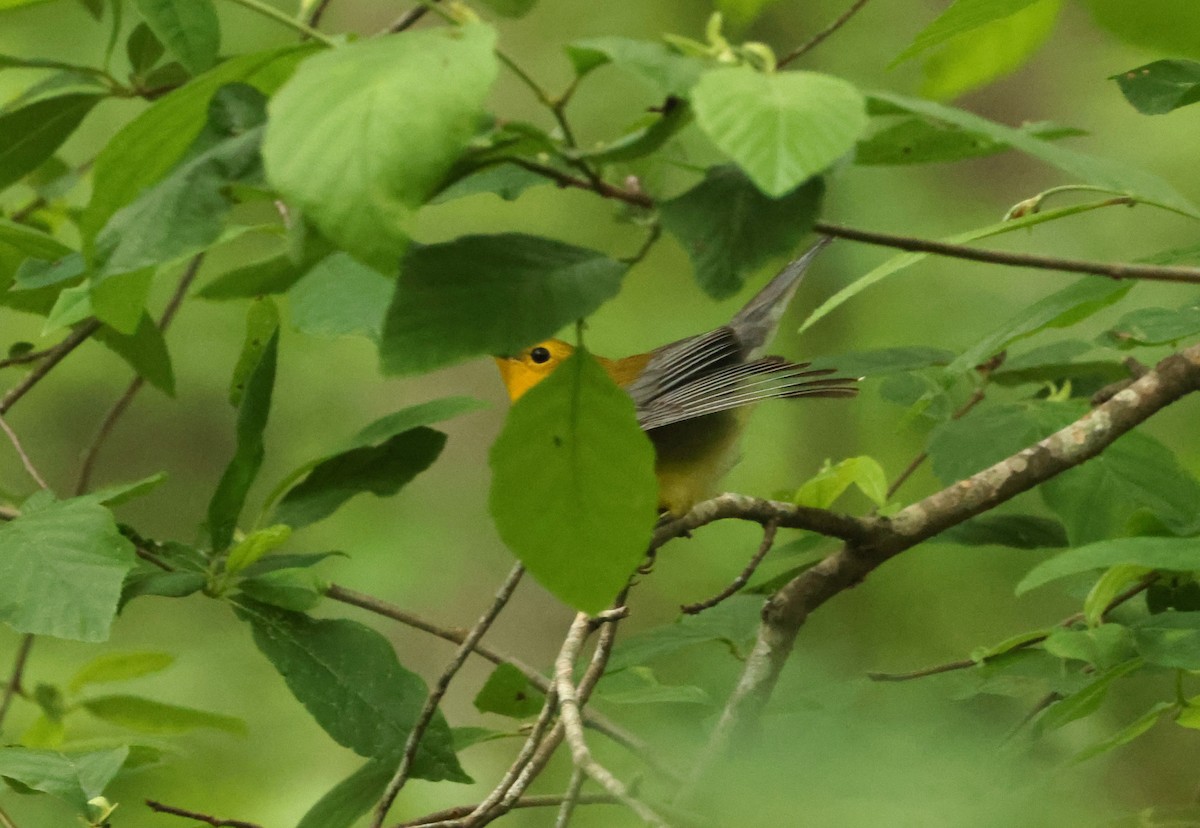 Prothonotary Warbler - ML620267483