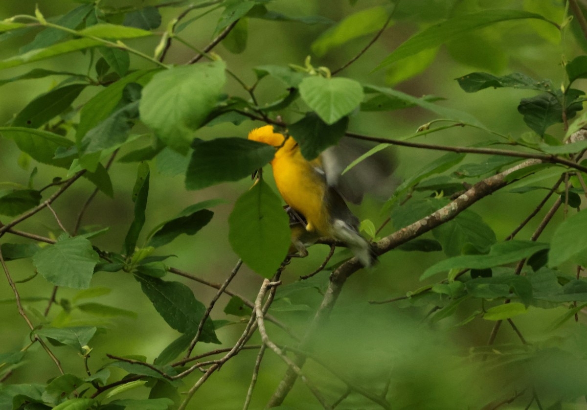 Prothonotary Warbler - ML620267484