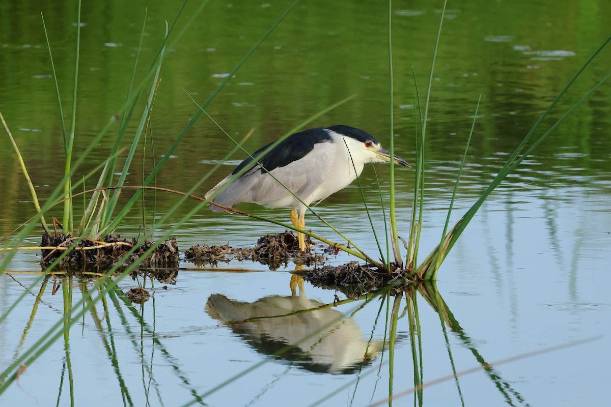 Black-crowned Night Heron - ML620267490