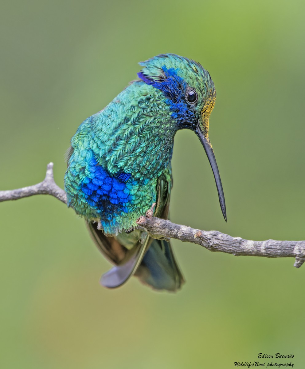 Colibrí Rutilante - ML620267495