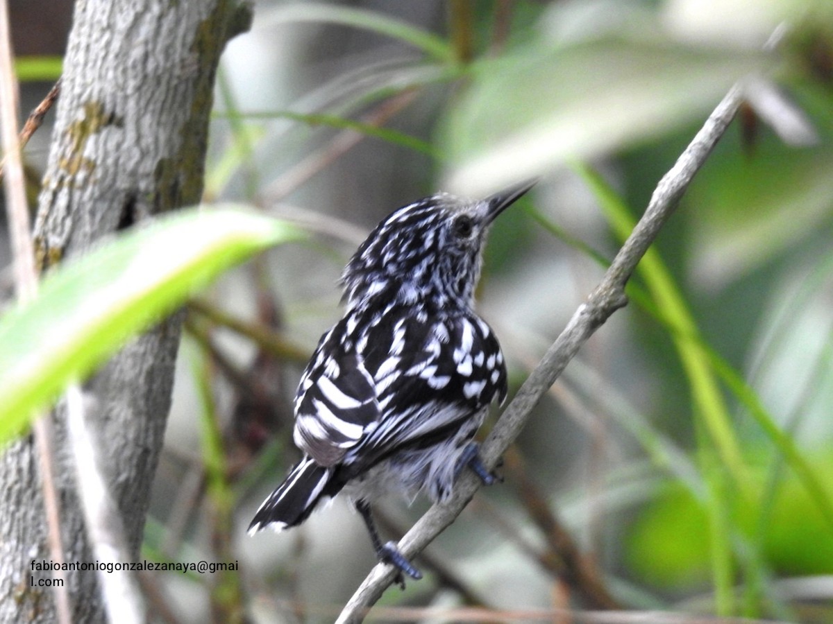 Cherrie's Antwren - ML620267498