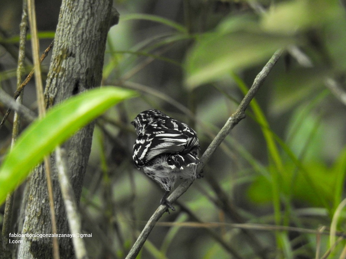 Cherrie's Antwren - ML620267499