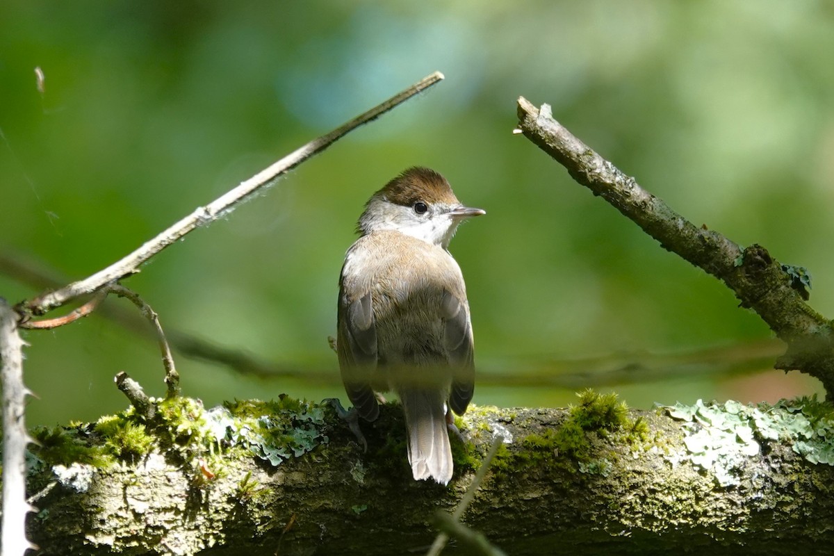 Eurasian Blackcap - ML620267501