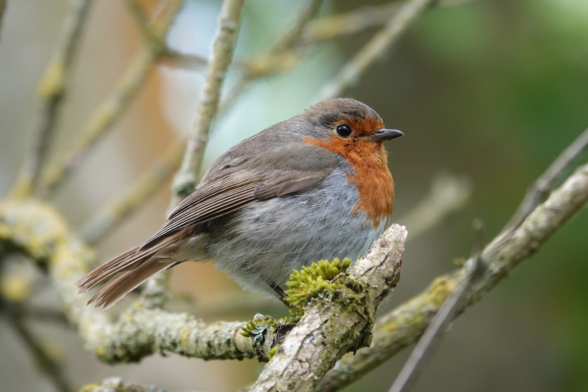 European Robin - ML620267509