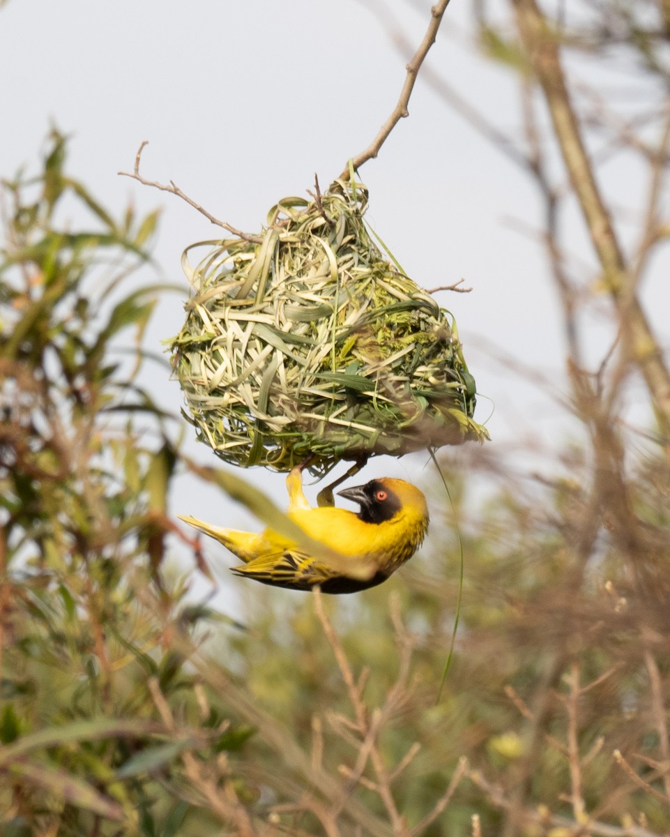 Southern Masked-Weaver - ML620267510