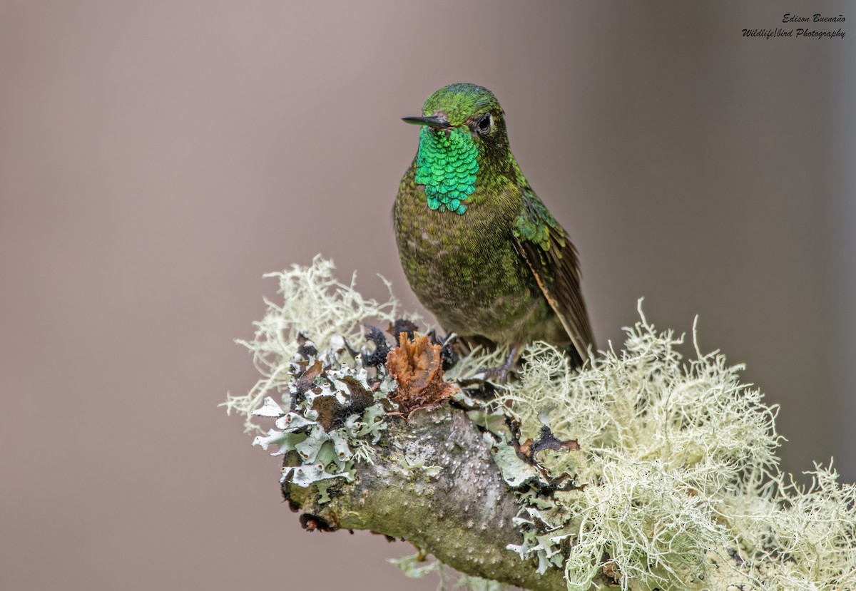 kolibřík dřišťálový - ML620267516