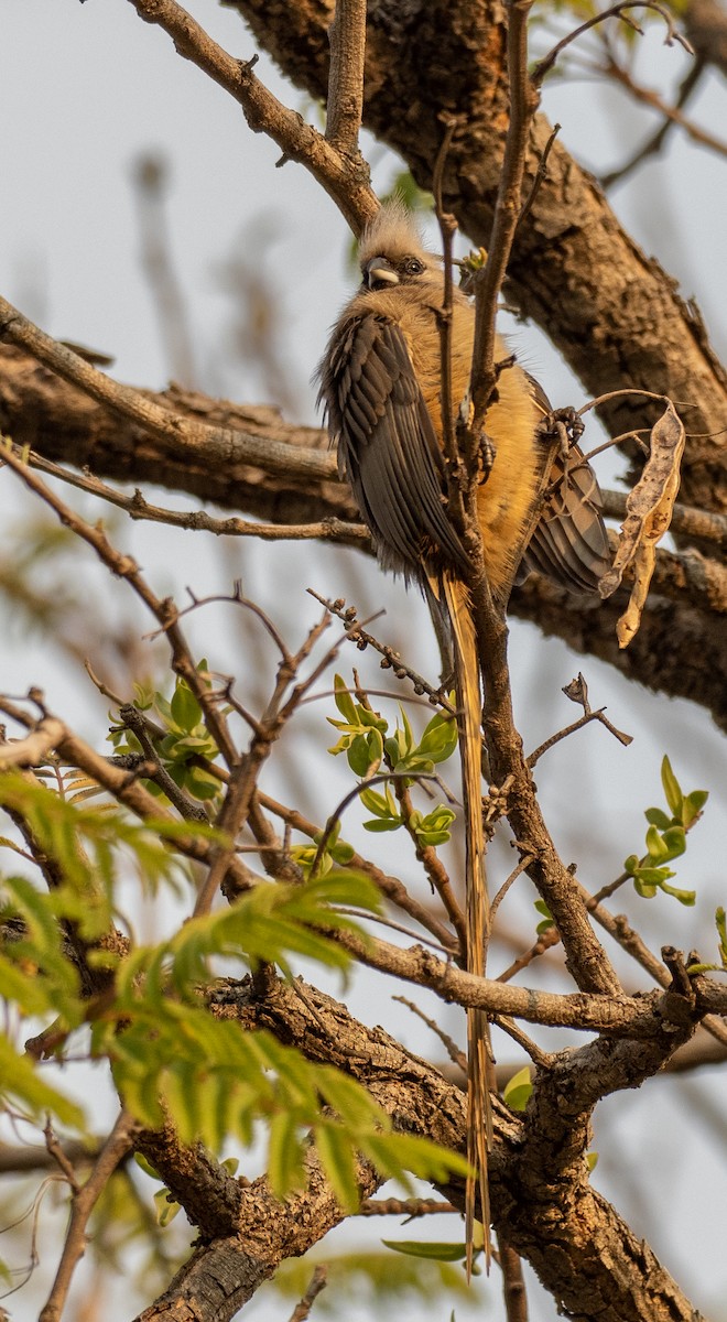 Speckled Mousebird - ML620267522