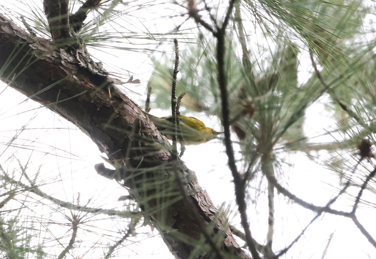 Pine Warbler - ML620267523