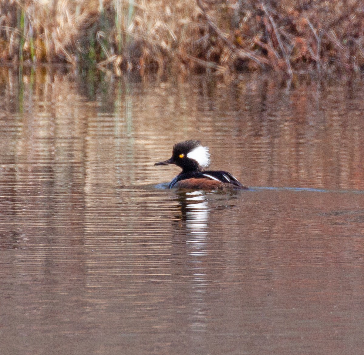 Hooded Merganser - ML620267525