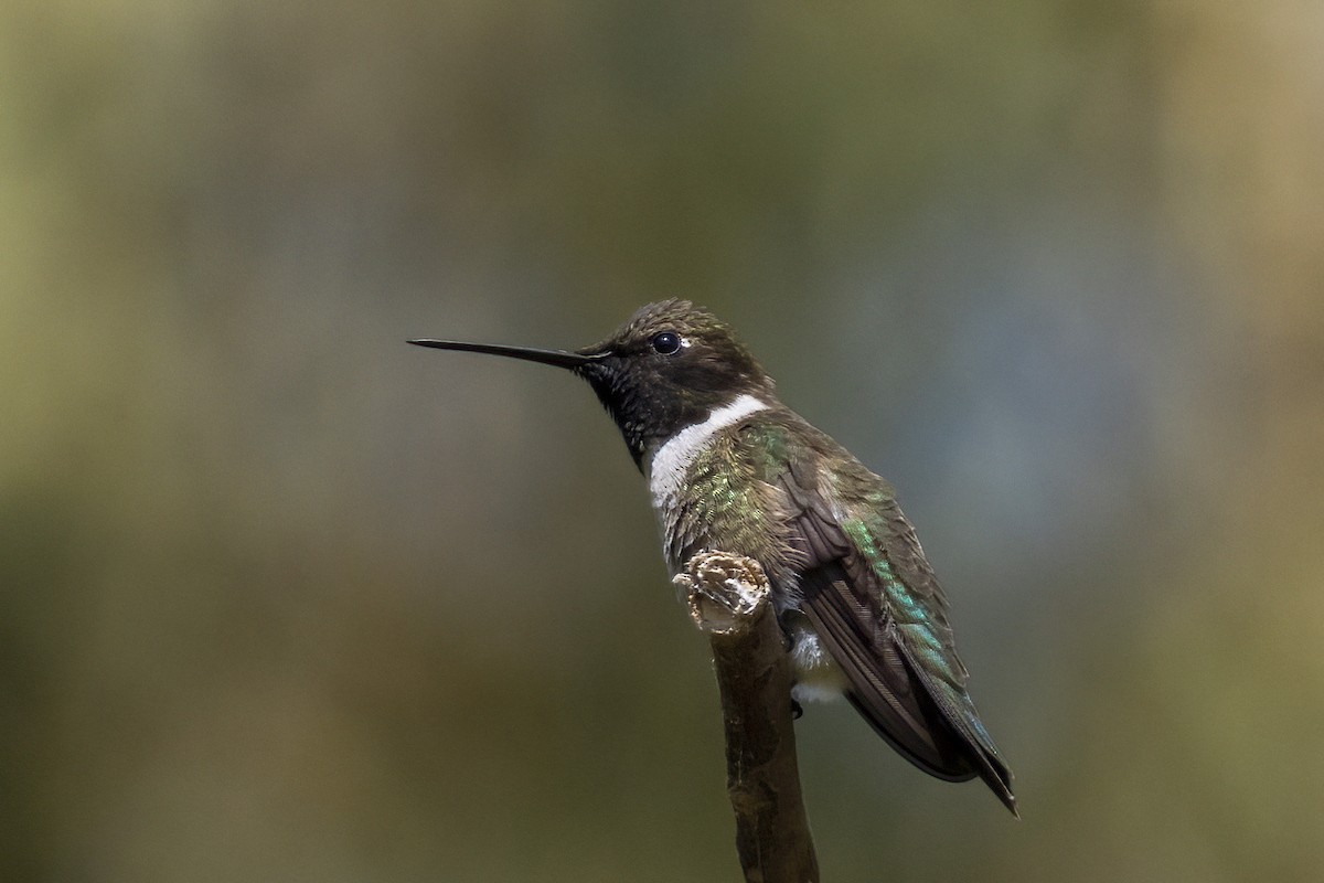 Colibri à gorge noire - ML620267526