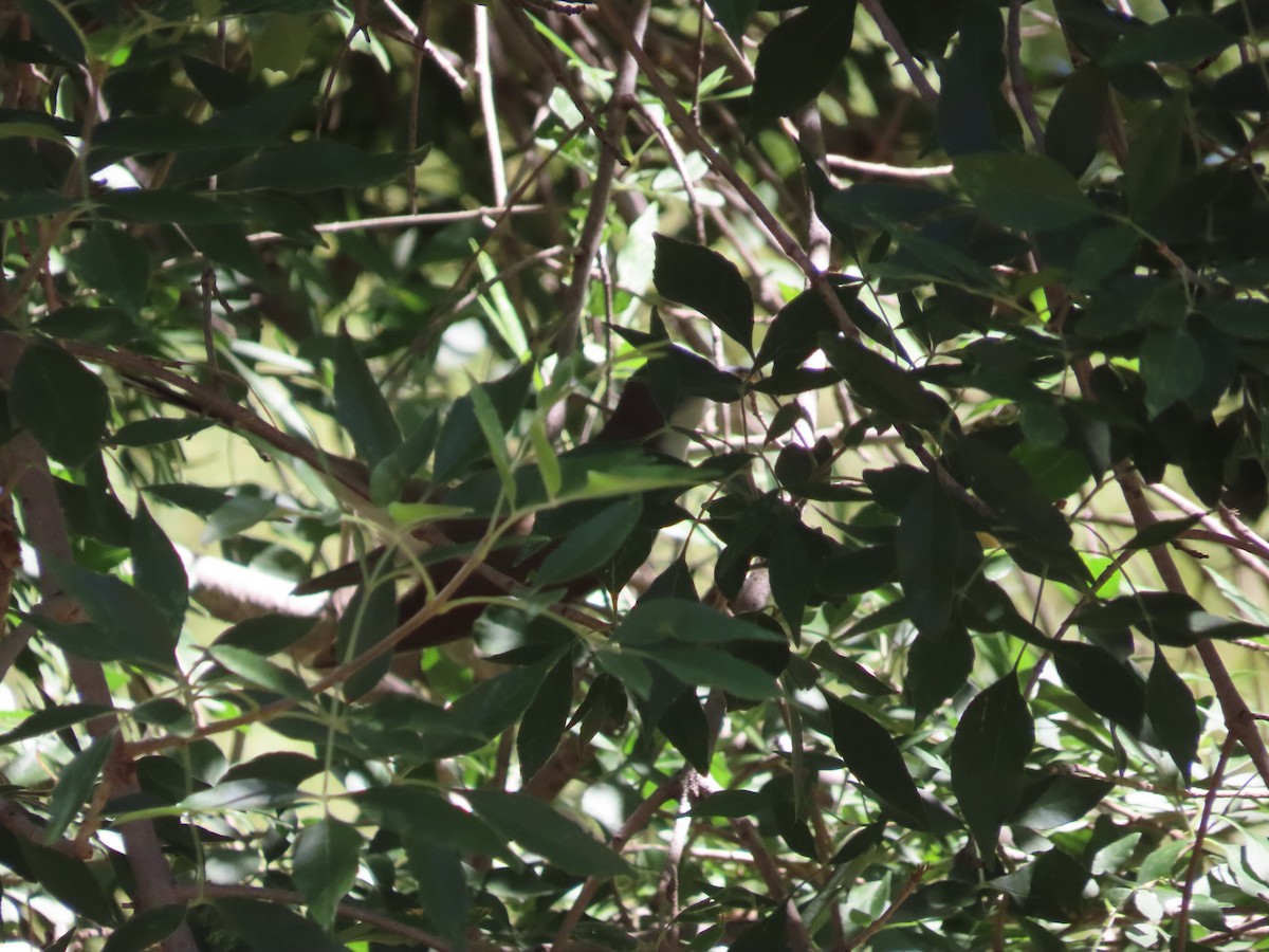 Yellow-billed Cuckoo - ML620267529