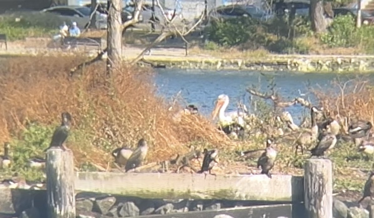 American White Pelican - ML620267531