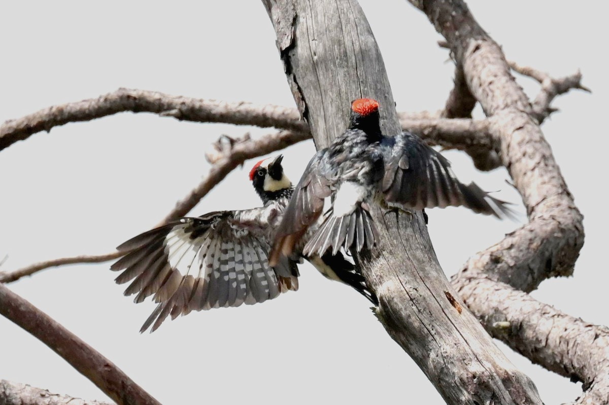 Acorn Woodpecker - ML620267532