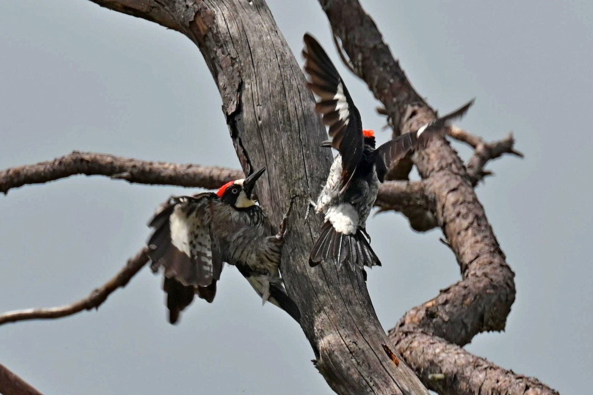 Acorn Woodpecker - ML620267533