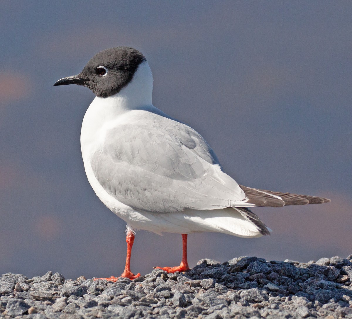 Bonaparte's Gull - ML620267536