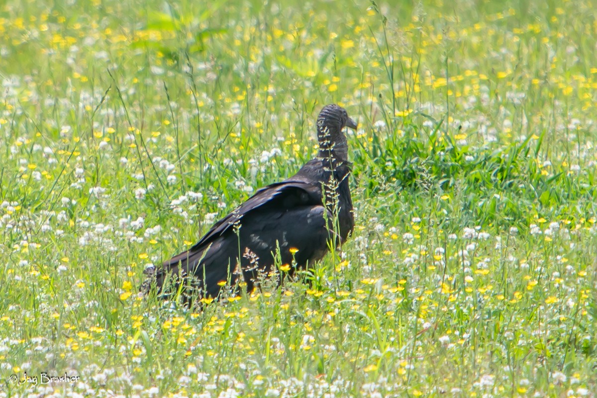 Black Vulture - ML620267537