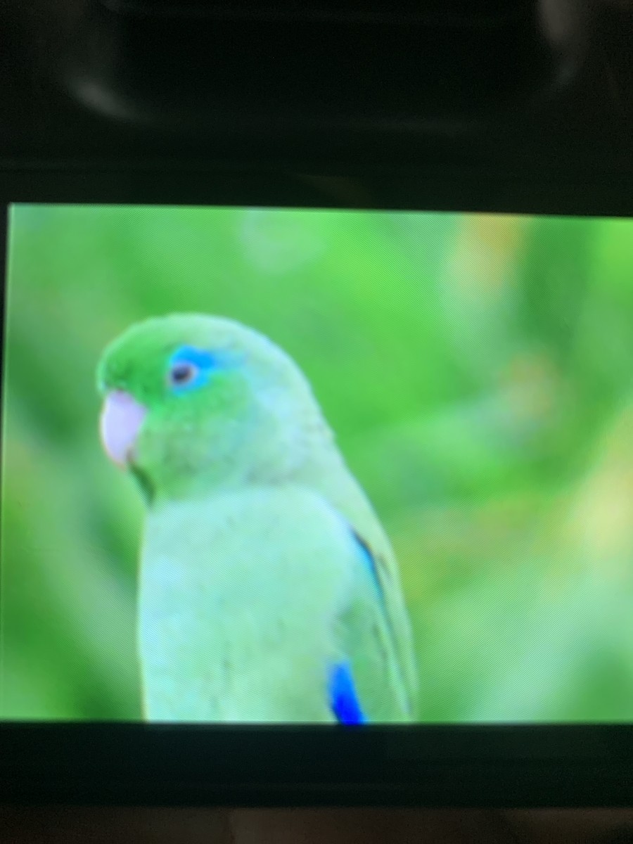 Spectacled Parrotlet - ML620267540