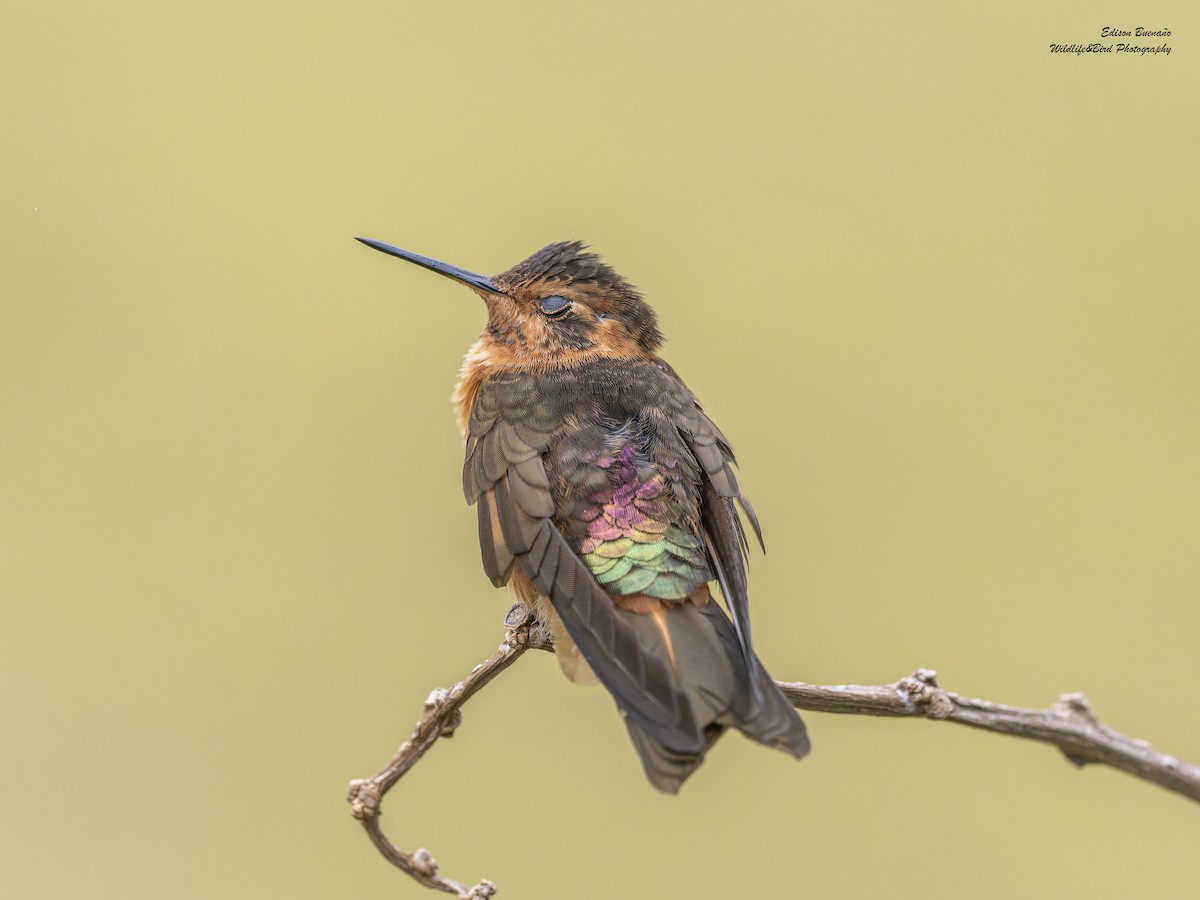 kolibřík duhovohřbetý - ML620267545