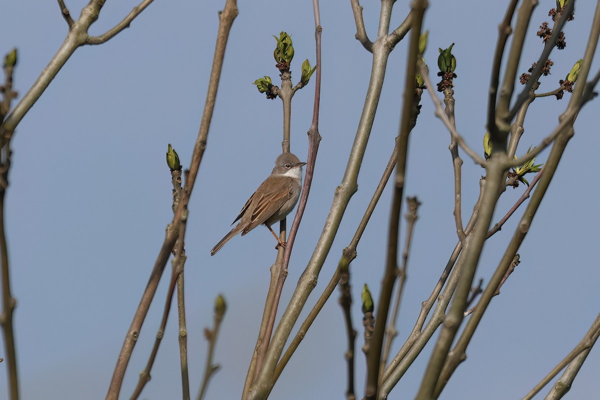 Greater Whitethroat - ML620267551