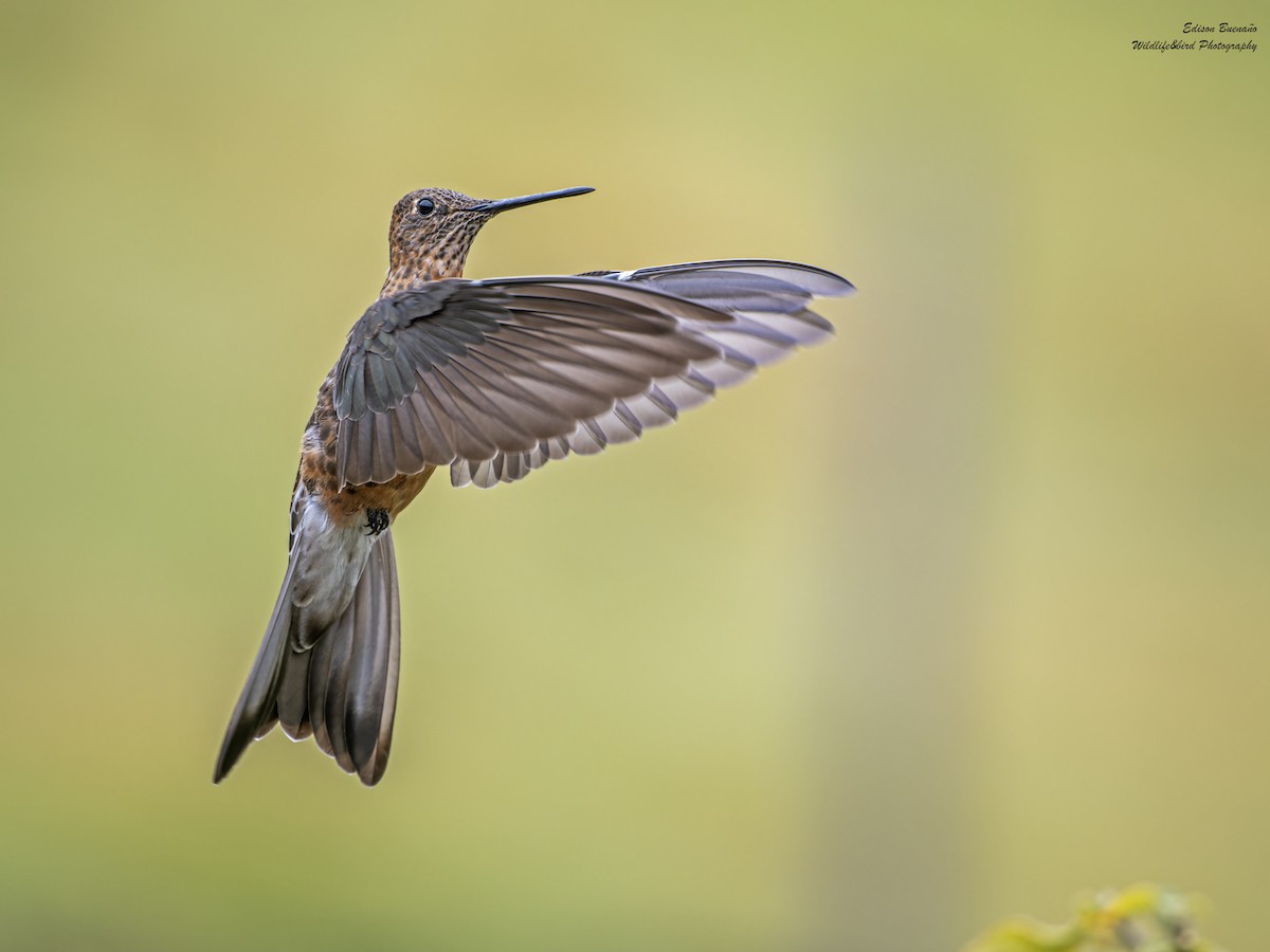 Giant Hummingbird - ML620267558