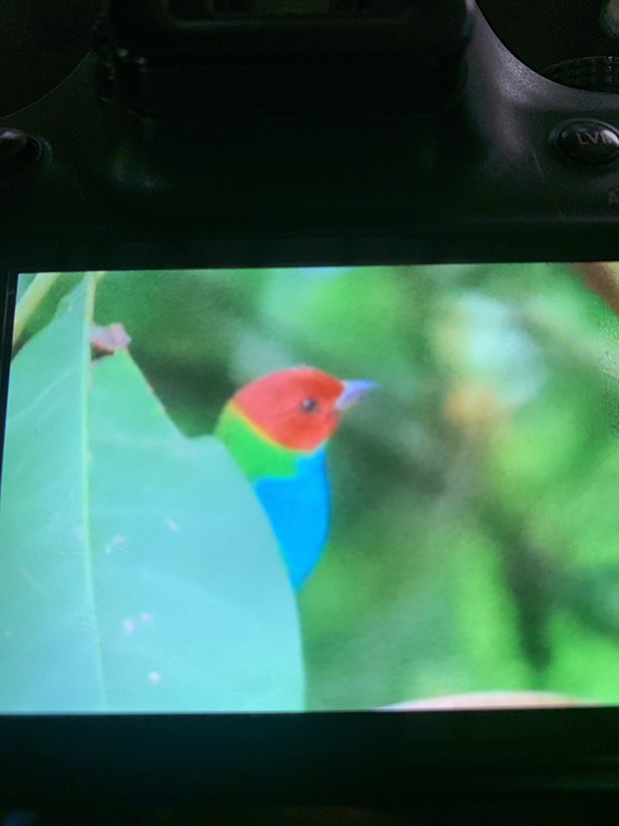 Bay-headed Tanager - ML620267559