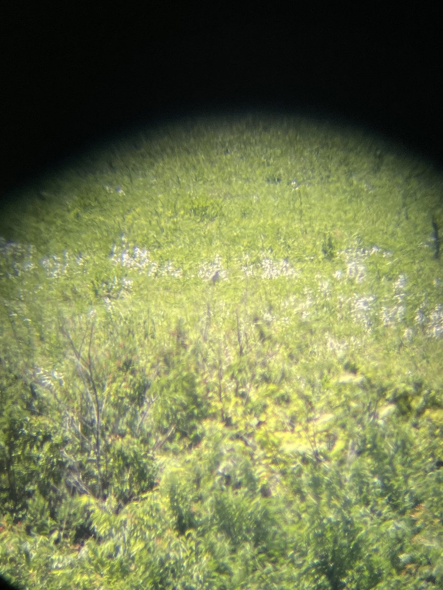 Loggerhead Shrike - ML620267563