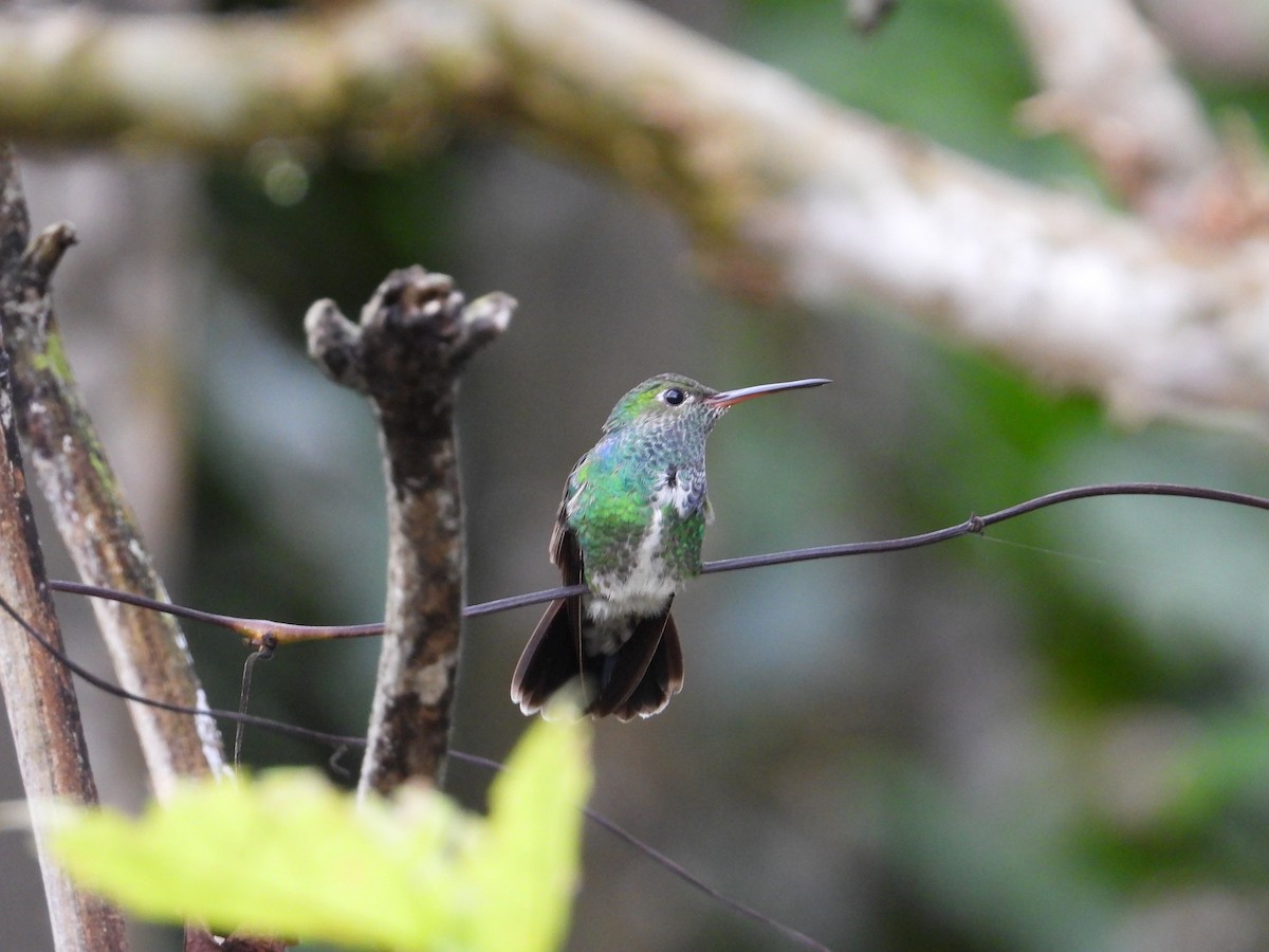 Glittering-throated Emerald - ML620267570