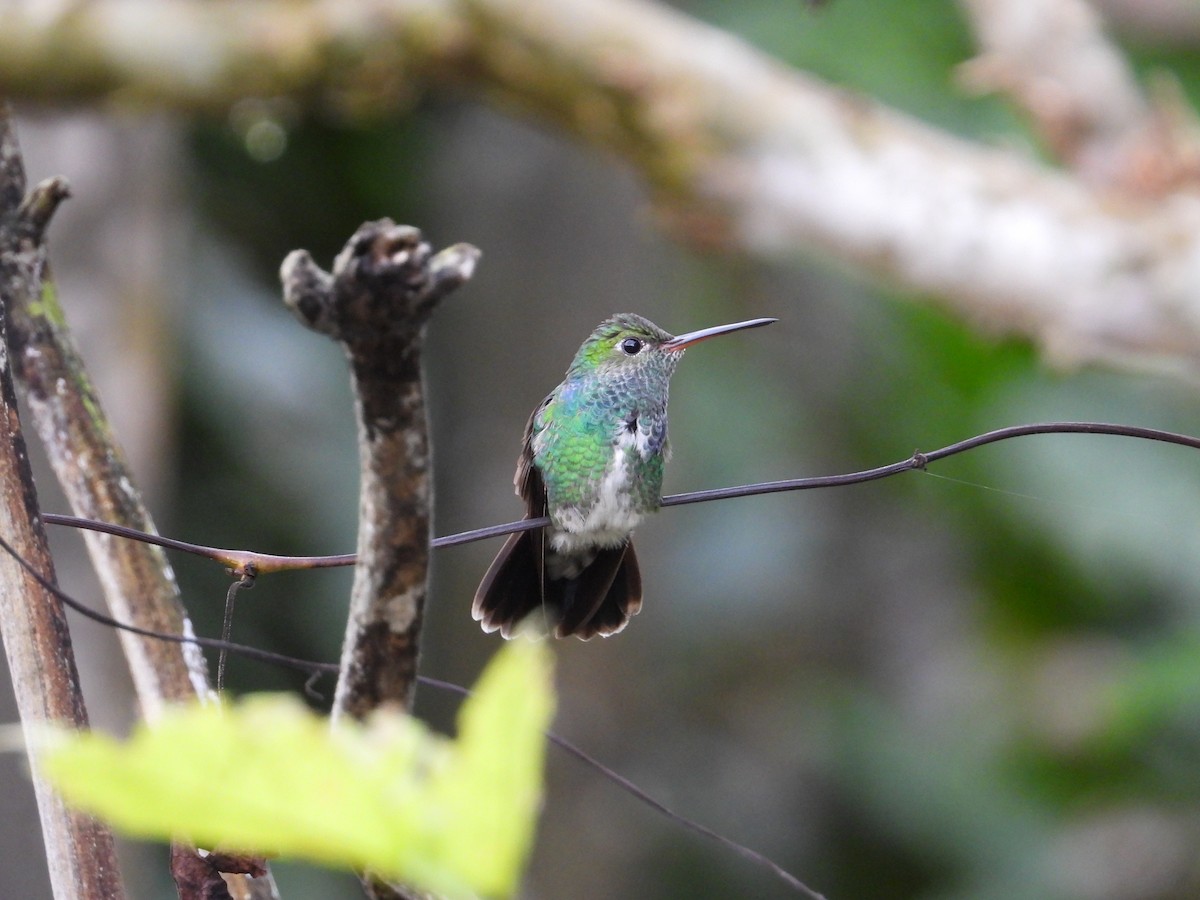 Glittering-throated Emerald - ML620267573