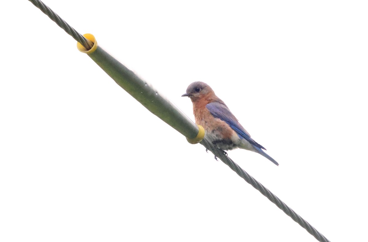 Eastern Bluebird - ML620267579