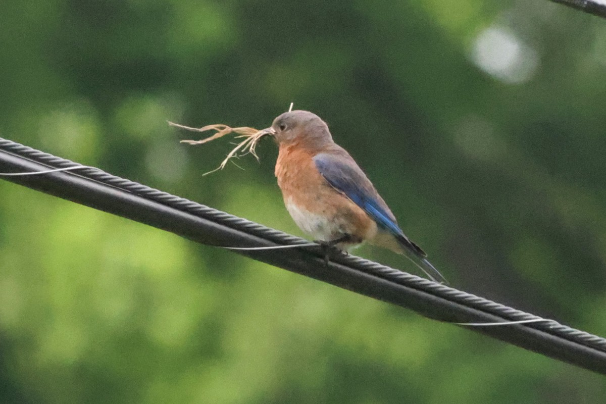 Eastern Bluebird - ML620267581