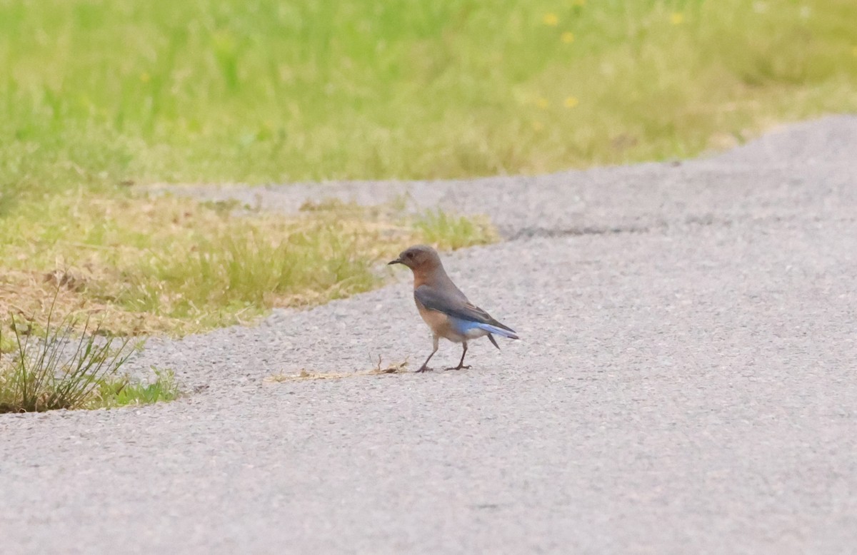 Eastern Bluebird - ML620267583