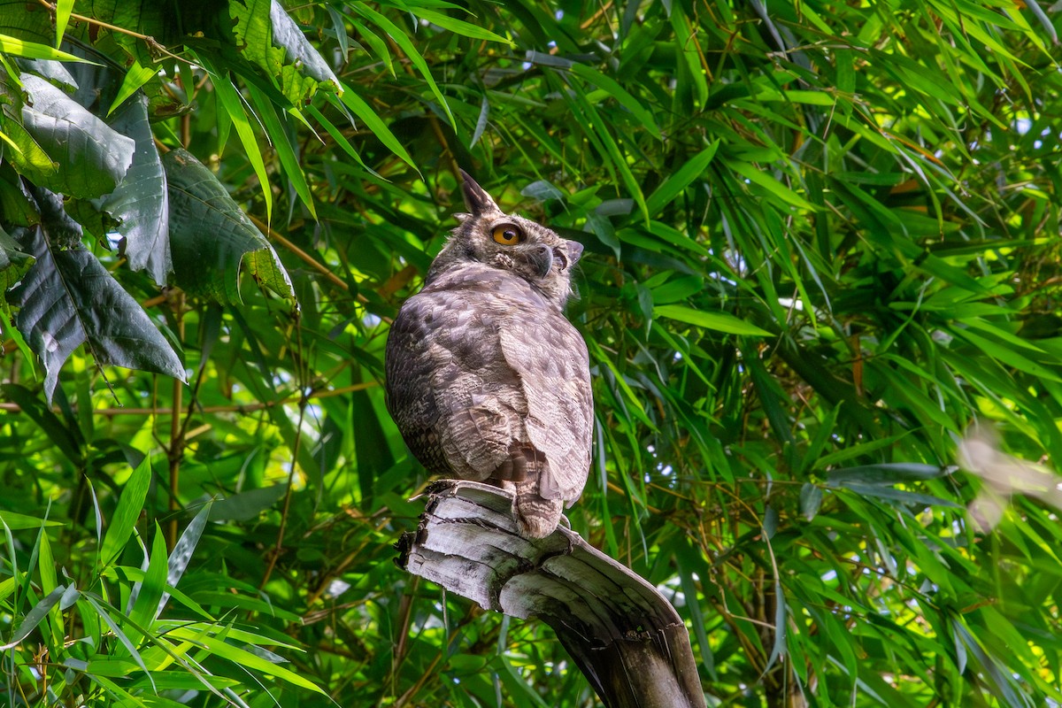 Great Horned Owl - ML620267584