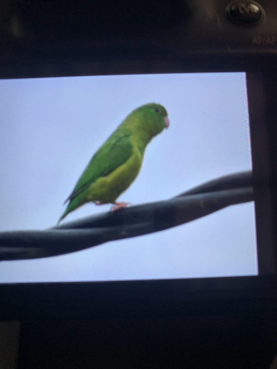 Spectacled Parrotlet - ML620267589