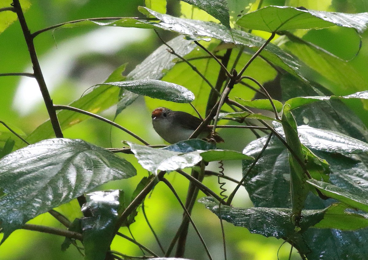 Scaly-crowned Babbler - ML620267603