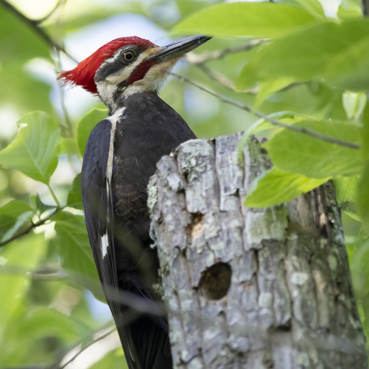 Pileated Woodpecker - ML620267611