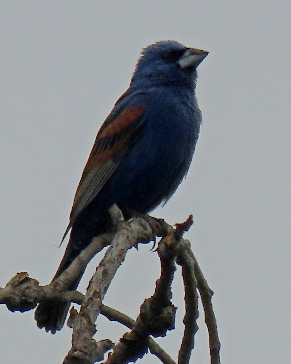 Guiraca bleu - ML620267624