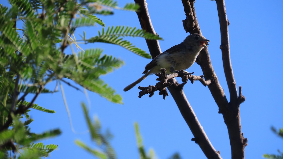 Gray Vireo - ML620267628