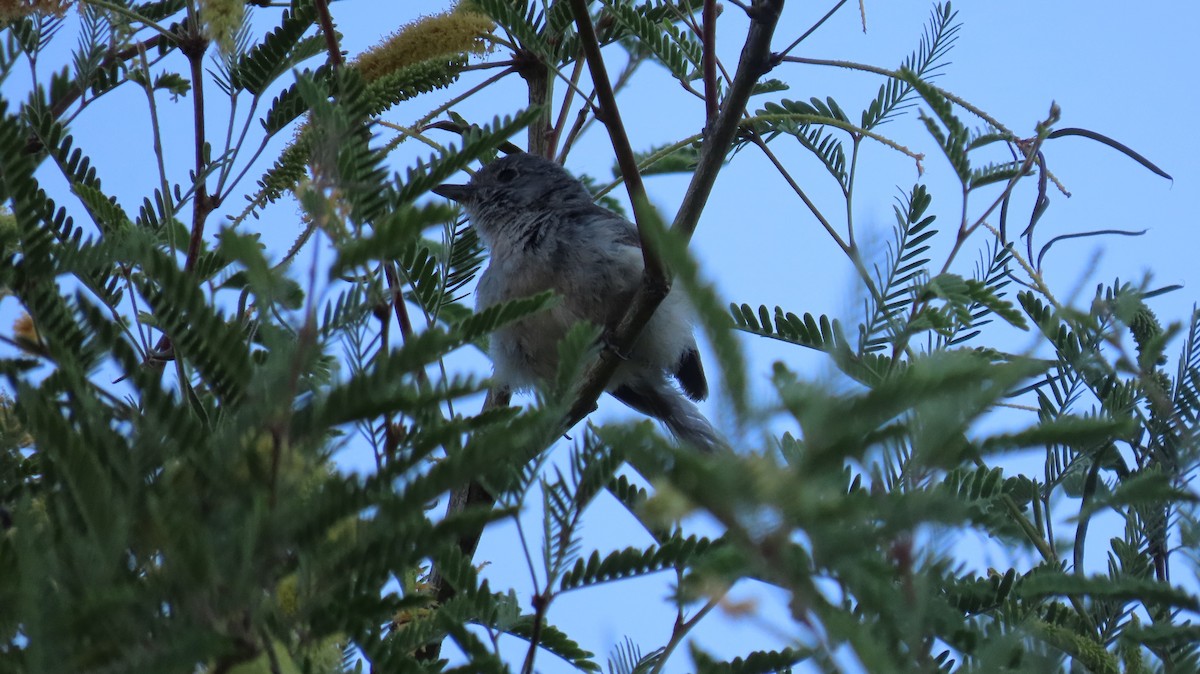 Gray Vireo - ML620267629