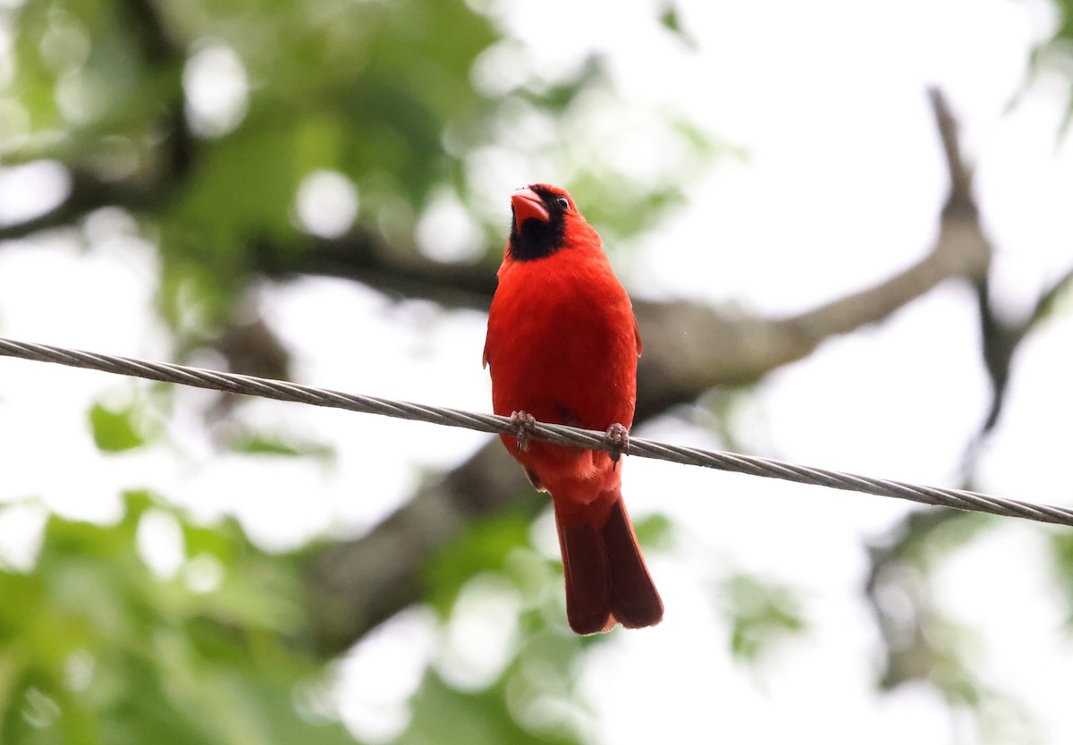 Cardinal rouge - ML620267639