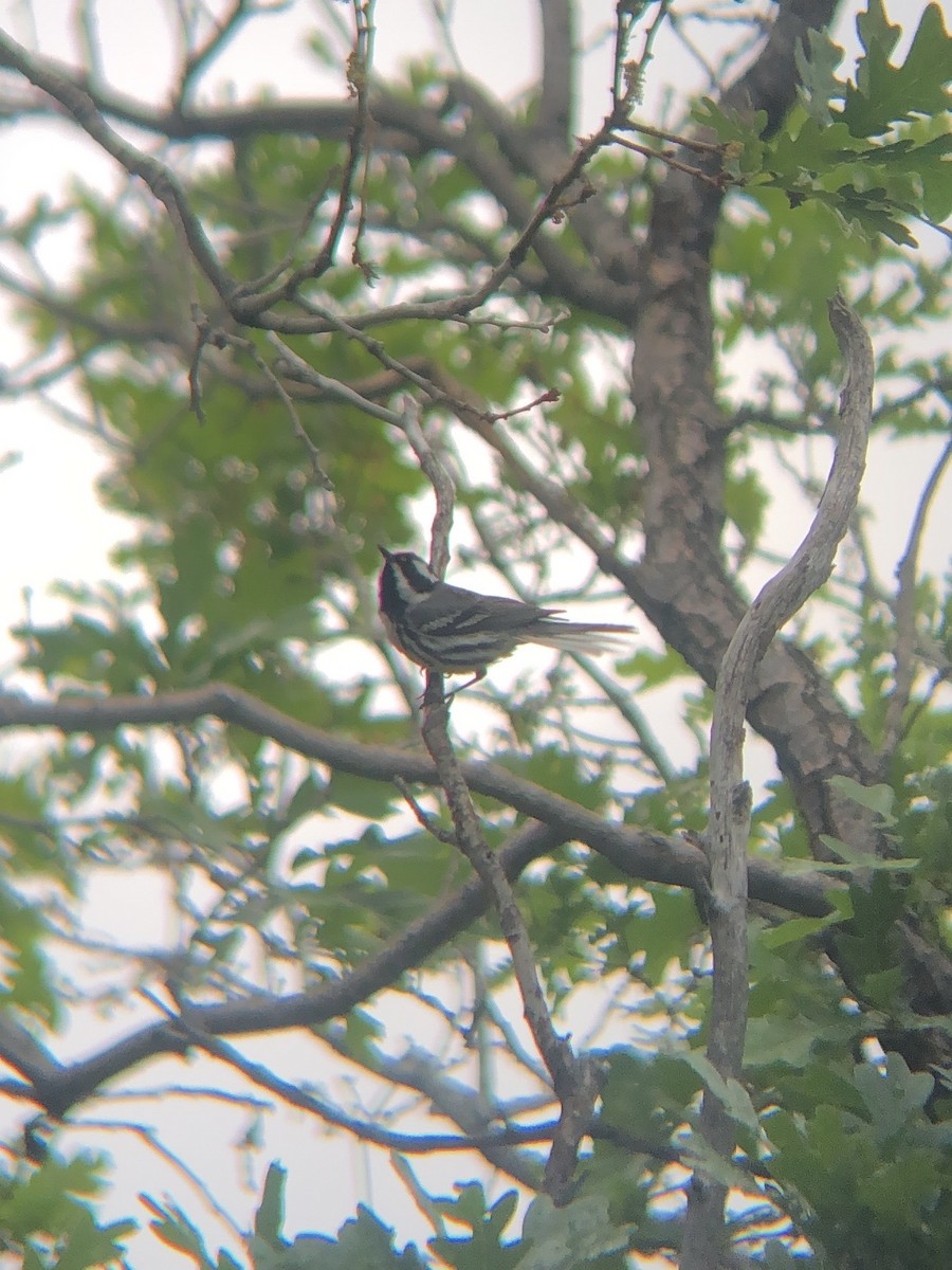 Black-throated Gray Warbler - ML620267651