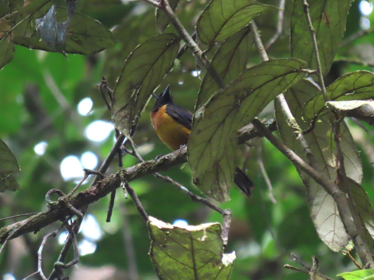 Fulvous Shrike-Tanager - ML620267660