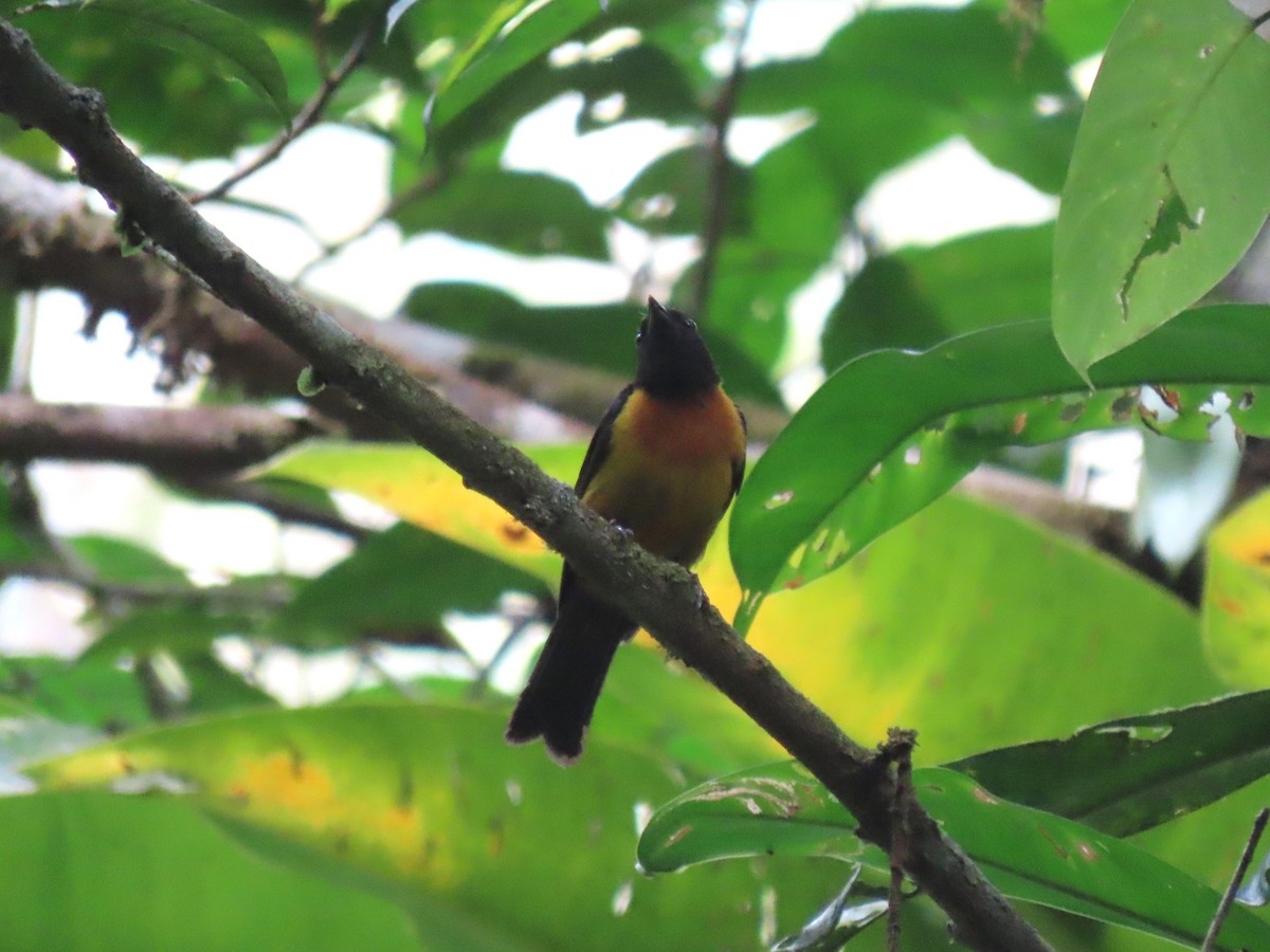 Fulvous Shrike-Tanager - ML620267662