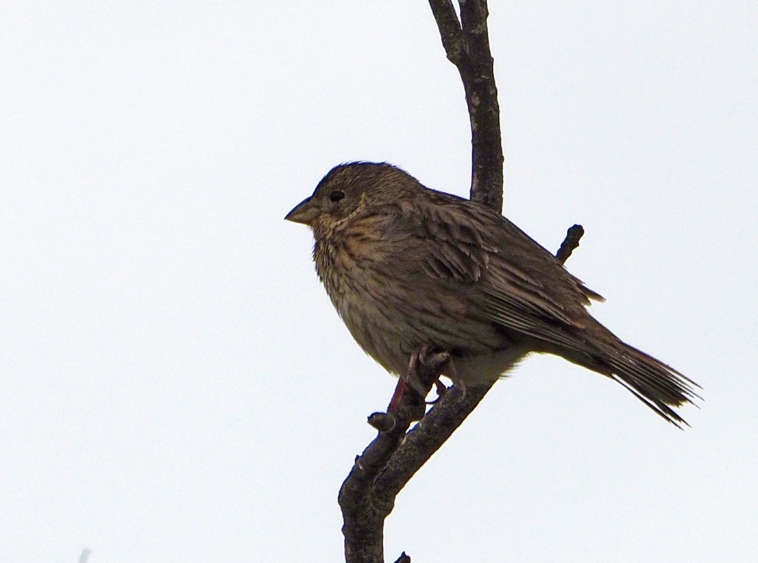 Corn Bunting - ML620267670