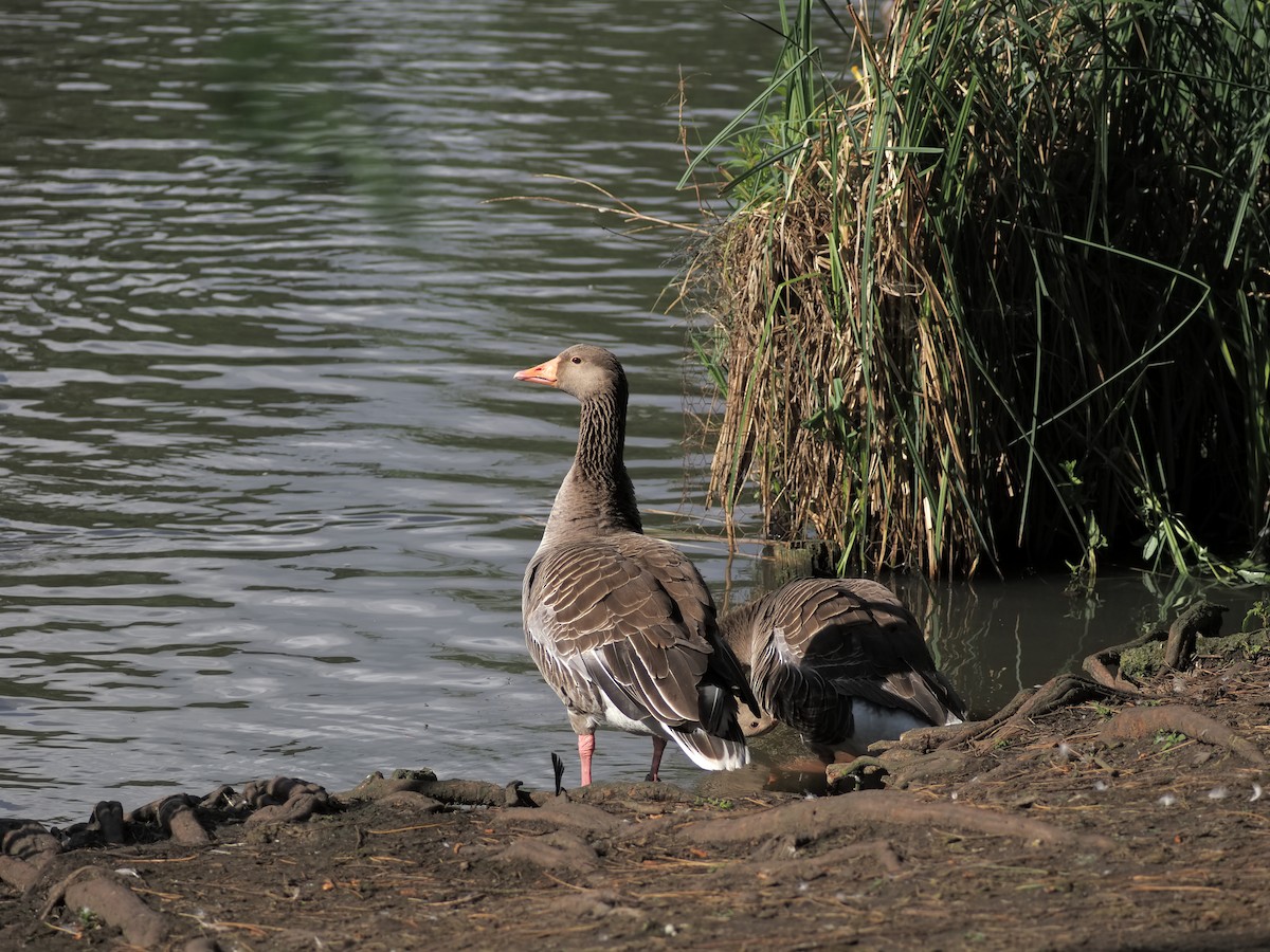 Graylag Goose - ML620267671