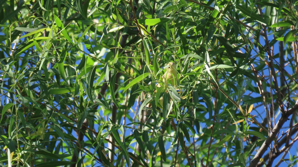 Paruline jaune - ML620267681