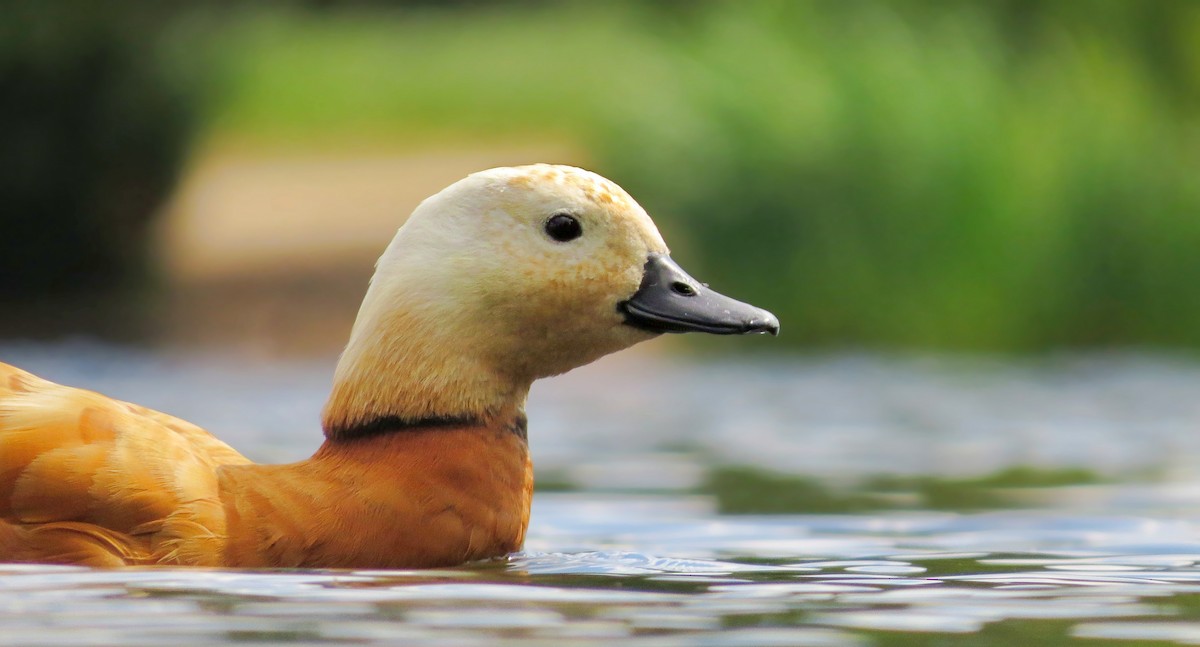 Ruddy Shelduck - ML620267686